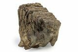 Southern Mammoth Molar - Hungary #357029-2